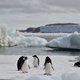Adélie penguins in Lützow-Holm Bay, Antarctica, enjoy easy access to food and increase body weight and breeding success in ice-free summer.